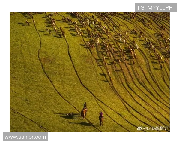 哈萨克族文化传承与现代发展：探索传统与创新的交汇点